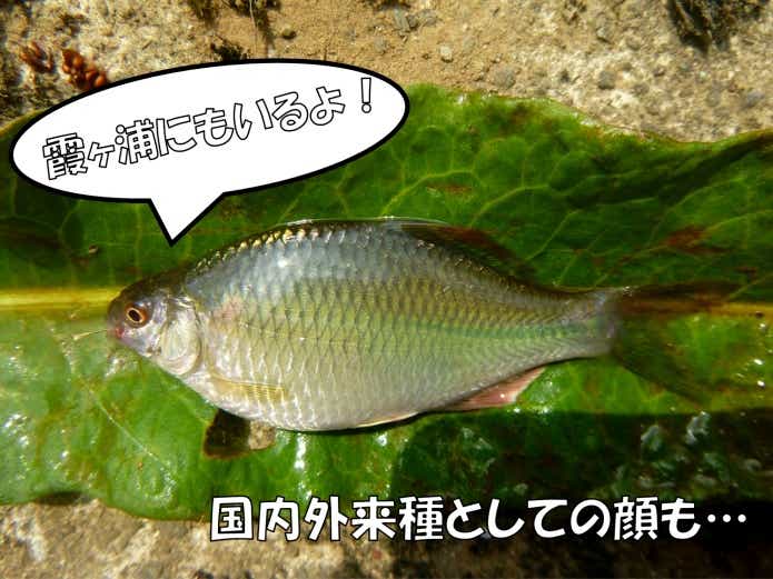 霞ヶ浦　カネヒラ