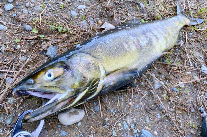 手取川のサケ釣りの画像
