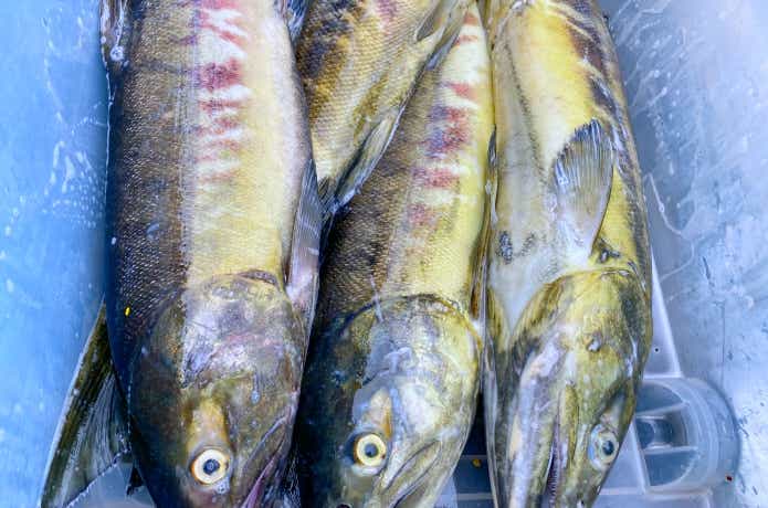 手取川のサケ釣りの画像