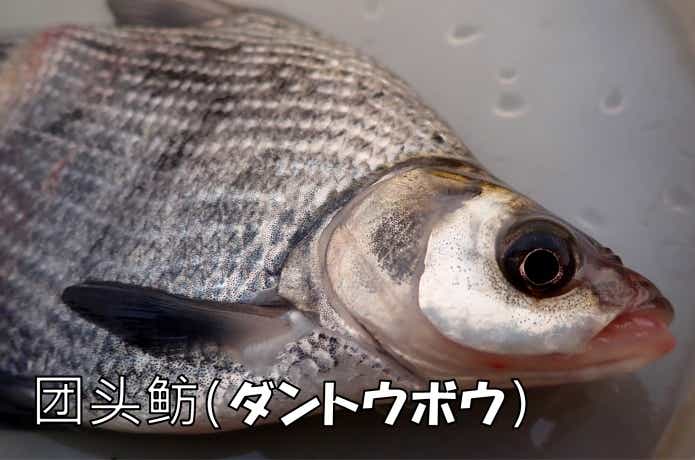 レア外道“ダントウボウ”を霞ヶ浦で釣り狙う！最大サイズや生態から味に