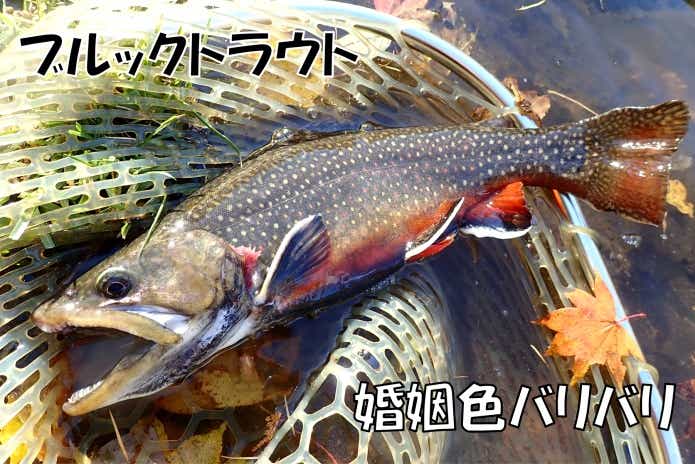 日本イワナセンター　ブルックトラウト