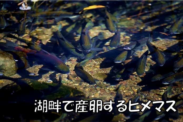 ヒメマス 産卵