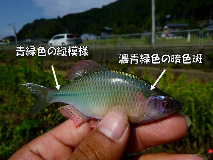 カネヒラの特徴