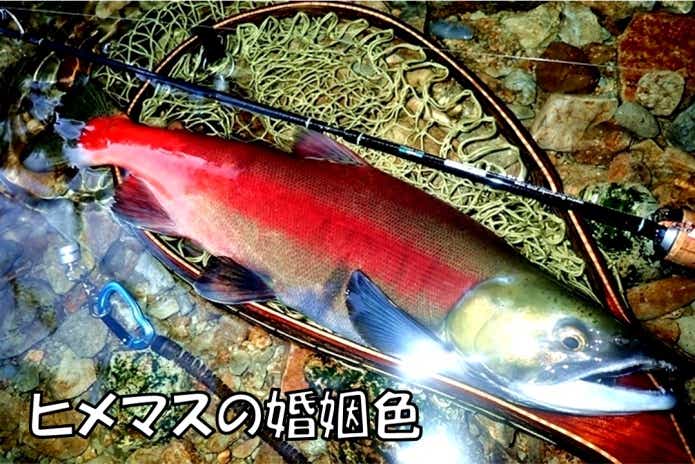 ヒメマス 婚姻色