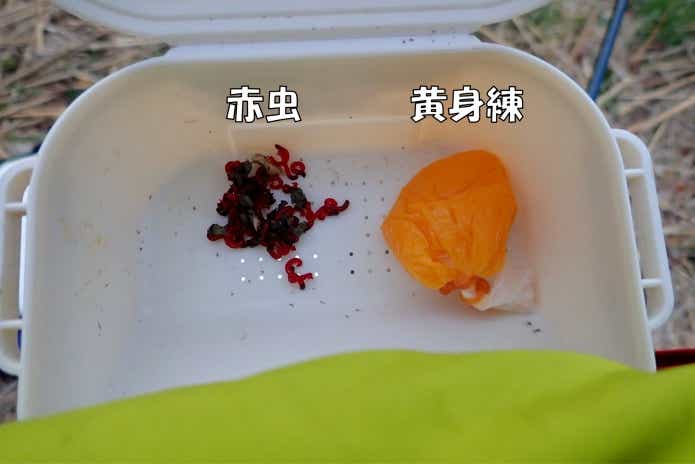 カネヒラ　釣り　餌