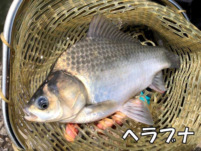 大釣 鯉 12   ヘラブナ 大釣 鯉 12 ヘラブナ