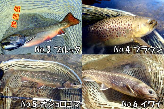 日本イワナセンター　魚種　トラウト