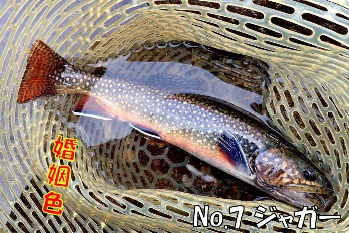 日本イワナセンター　ジャガートラウト