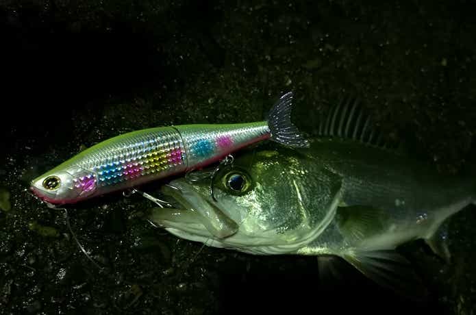 モアザン レイジーファシャッドJの釣果写真