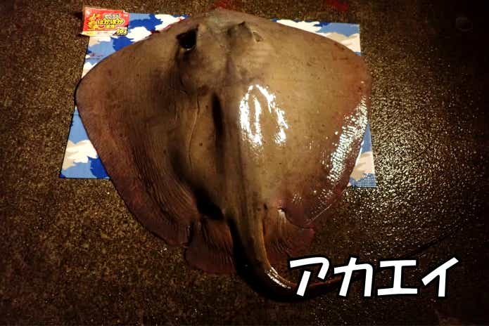 ブッコミ釣り 釣れる アカエイ