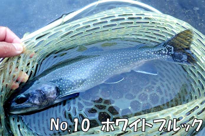 ホワイトブルック　日本イワナセンター