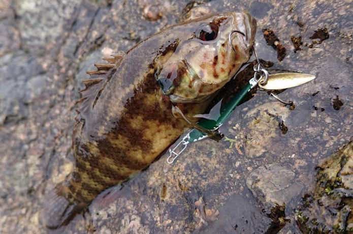 ナッゾジグで釣れたオヤニラミ