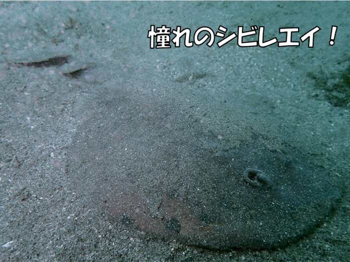 シビレエイ　水中