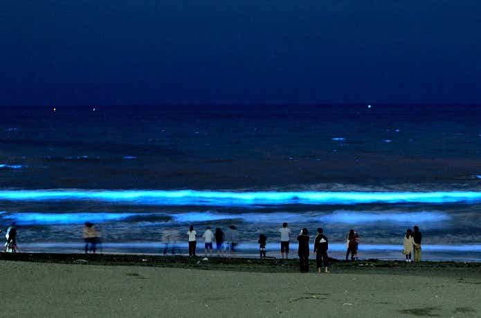 夜光虫