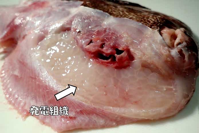 シビレエイ　身