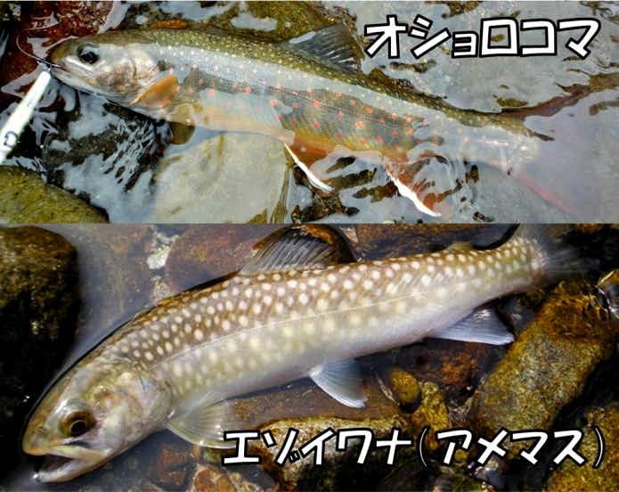 エゾイワナ　オショロコマ　見分け方