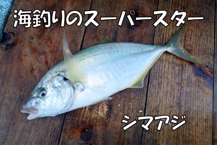シマアジ
