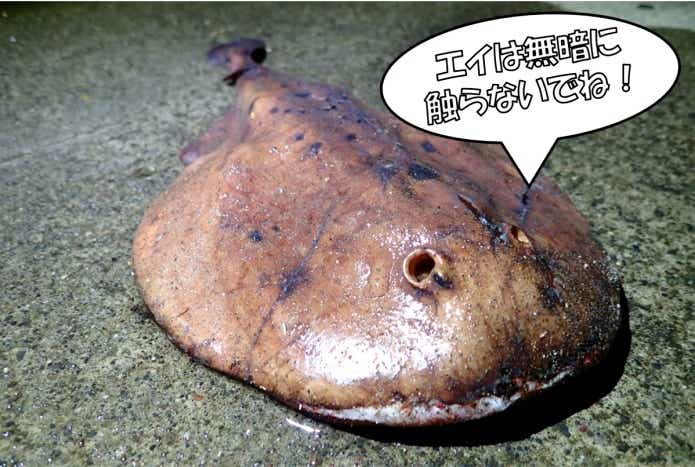 シビレエイ