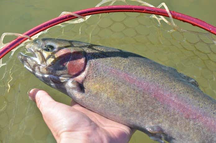 FISH UP 秋川湖　平均サイズ