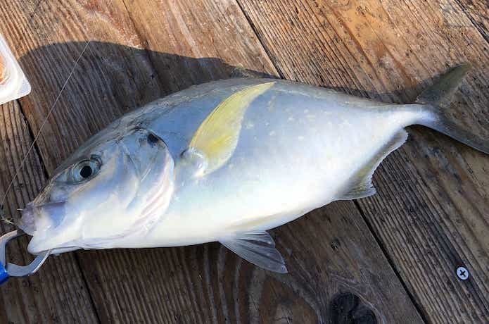 海上釣堀の画像