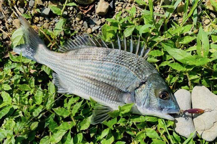 ナッゾジグ　チヌが釣れた