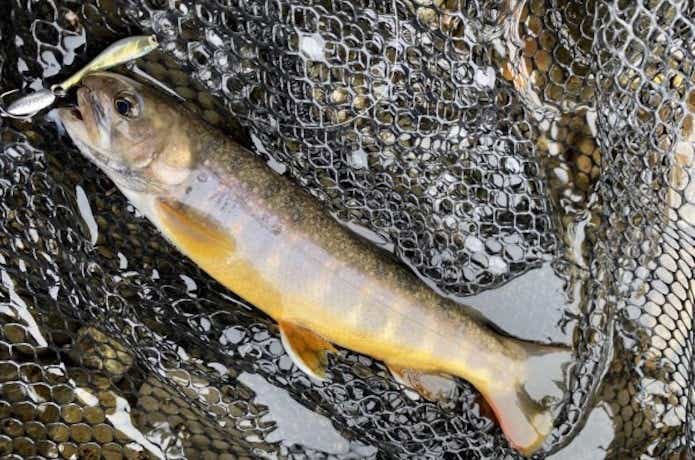 ナッゾジグで釣れたトラウト