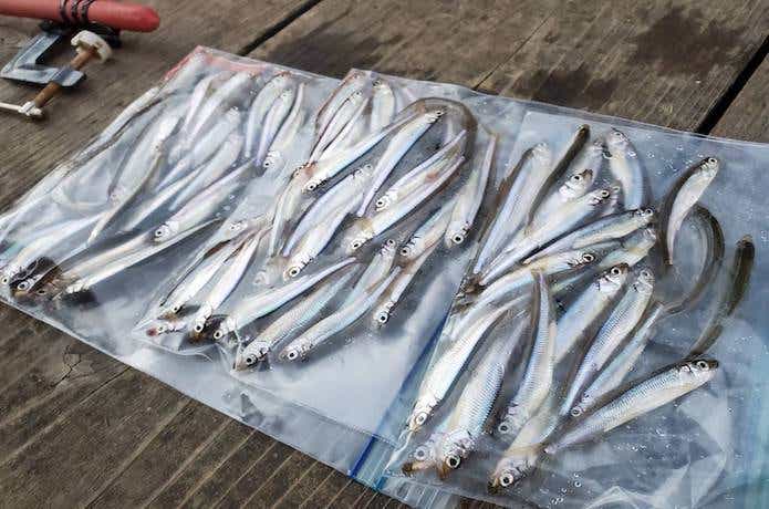 ワカサギ用針外しの画像