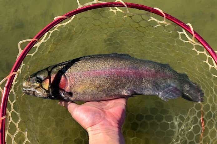 FISH UP 秋川湖　完全キャッチ＆リリース