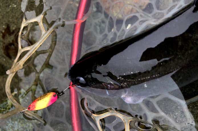 リヴァスポット早戸　放流魚