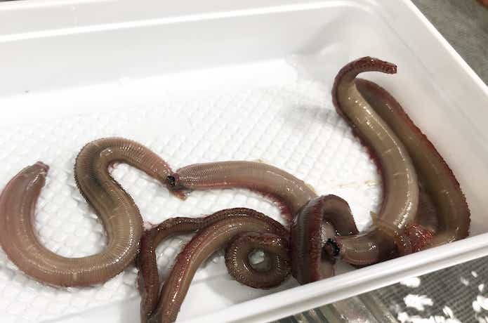 海上釣堀のエサの画像