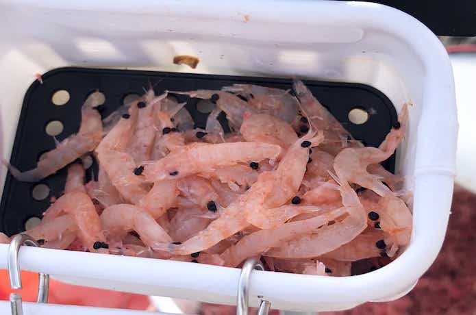 海上釣堀のエサの画像