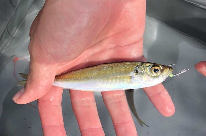 海上釣堀のエサの画像