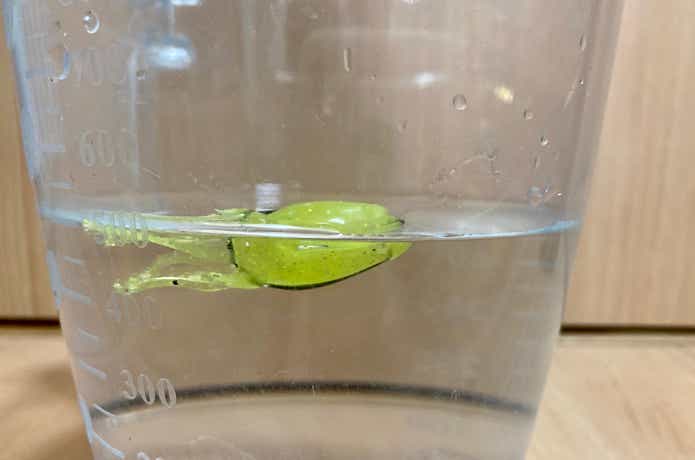 イカ頭巾の良いところ・高浮力