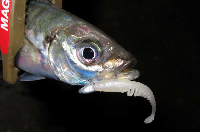 マグバイト　チャッキーで釣れたアジ