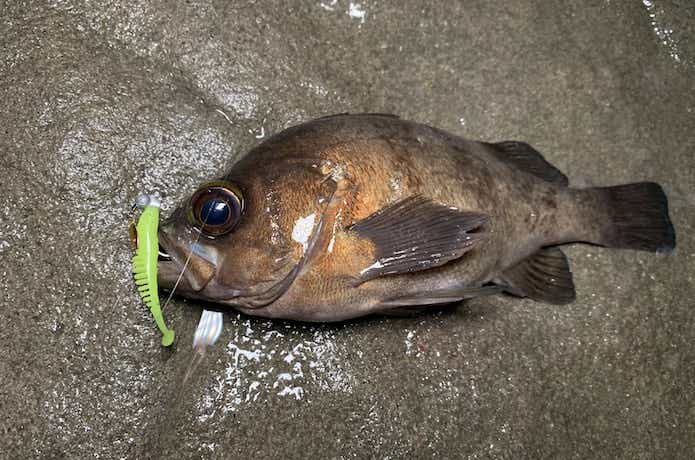 マグバイト　チャッキーで釣れたメバル