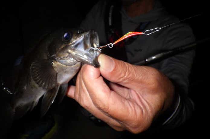 ナッゾジグで釣れたメバル