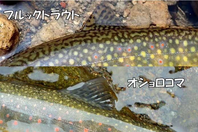ブルックトラウト　オショロコマ　模様