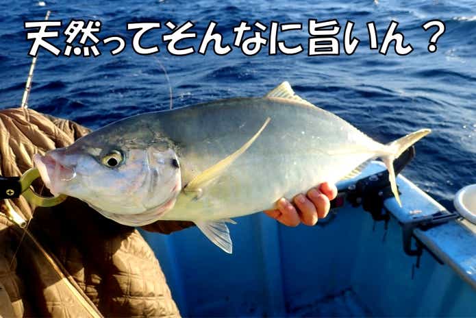 天然シマアジ　釣り