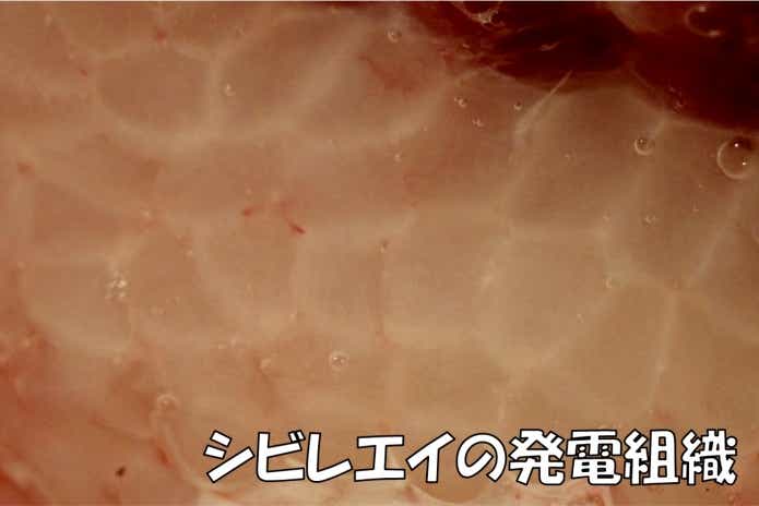 シビレエイ　発電組織