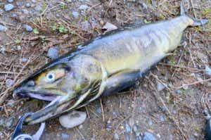 手取川のサケ釣りの画像