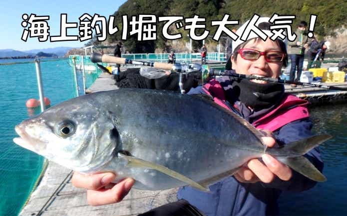 海上釣り堀　シマアジ