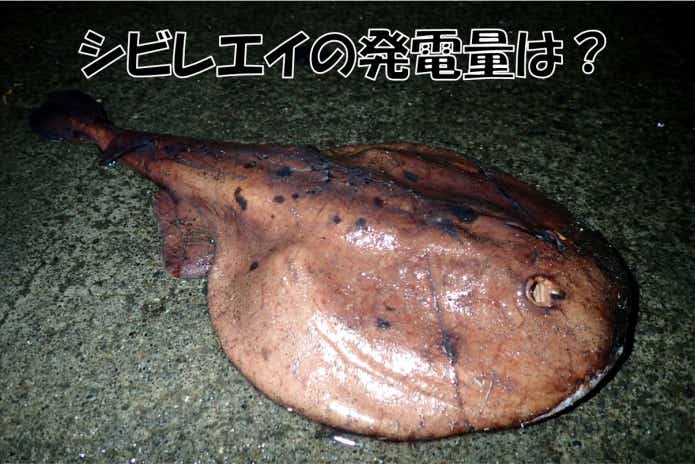 シビレエイ