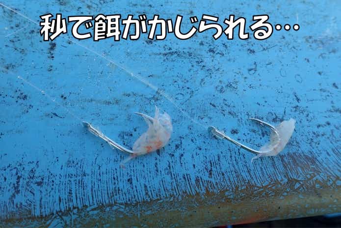 志摩　シマアジ　エサ取り