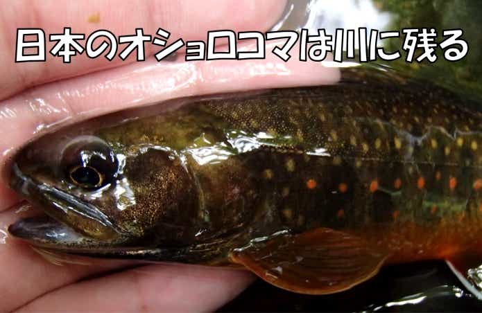 オショロコマ