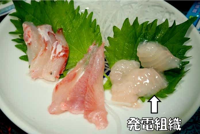 シビレエイ　刺身