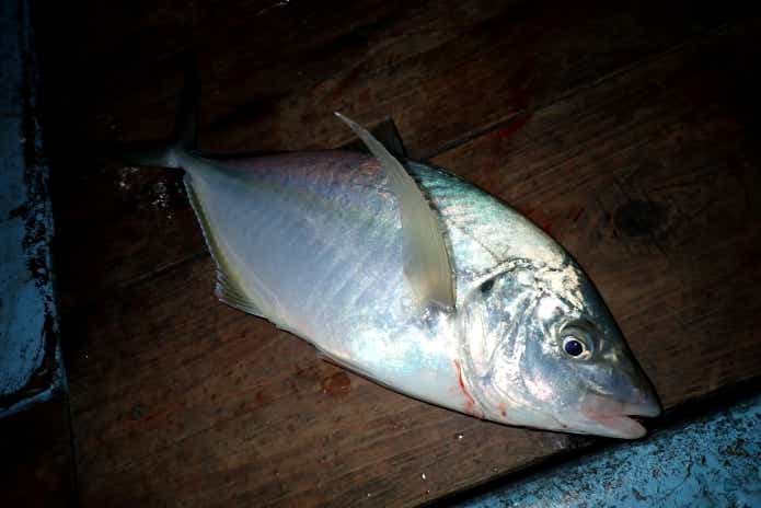シマアジ　釣り