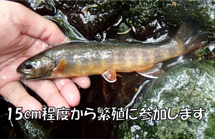オショロコマ