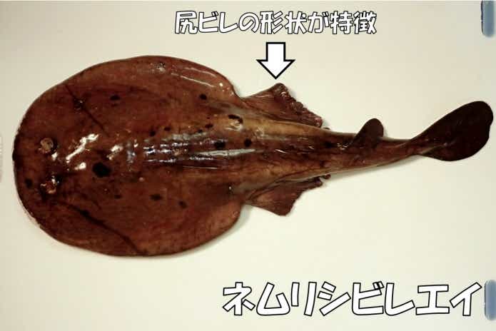 シビレエイ　