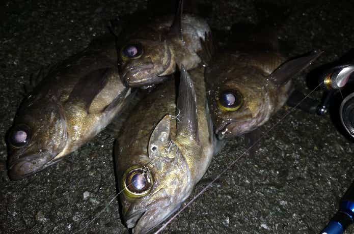 メバリングの釣果
