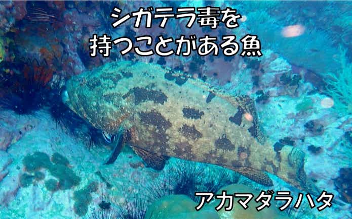ドクウツボ　シガテラ毒
